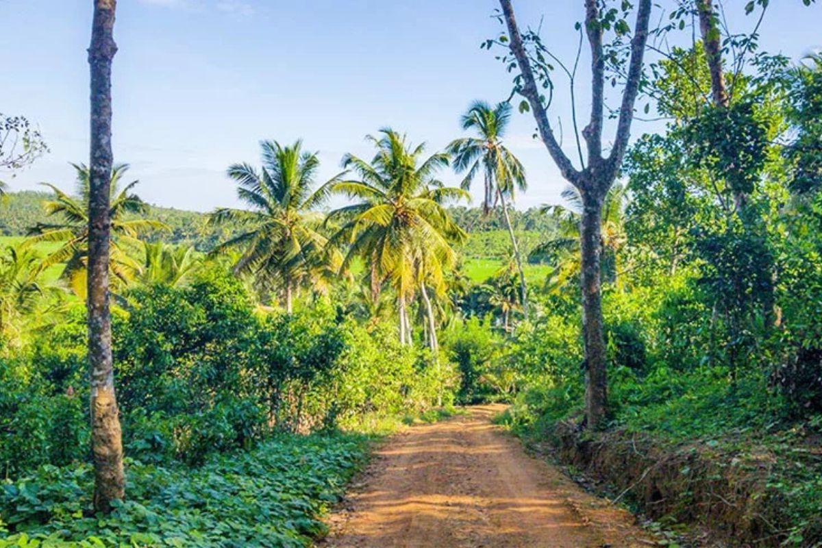 Sri Lanka jungle